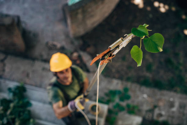 Best Residential Tree Removal  in Spokane, WA